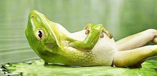 relax-frog